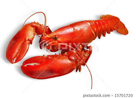 lobster 15701720