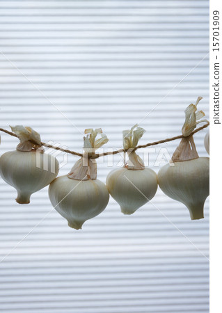 Early summer harvest new garlic 15701909