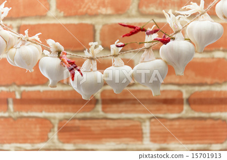 Early summer harvest new garlic 15701913