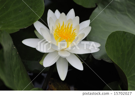 優雅地開花的荷花花 優雅地開花的荷花花 15702027