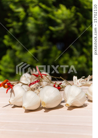 Early summer harvest new garlic 15702110
