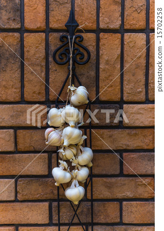 Early summer harvest new garlic Early summer harvest new garlic 15702258