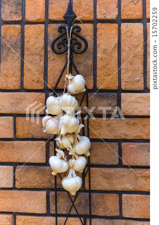 Early summer harvest new garlic 15702259