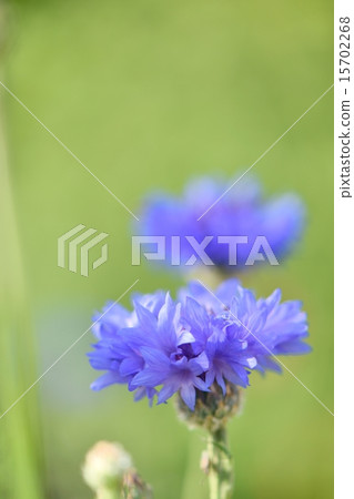Herbs, flowers of cornflower Herbs, flowers of cornflower 15702268
