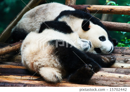 two Panda bears cubs playing Sichuan China 15702442