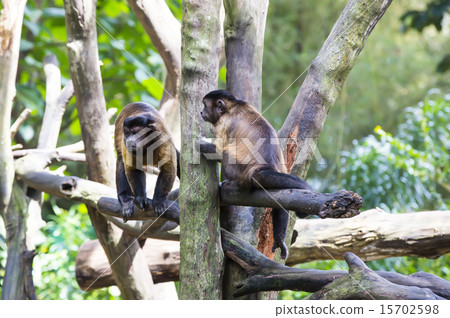 monkeys in the wild filmed close up monkeys in the wild filmed close up 15702598