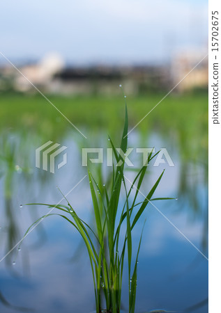Paddy seedlings after rice planting 15702675