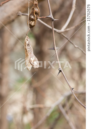 Fruit of a falseacacia 15702676