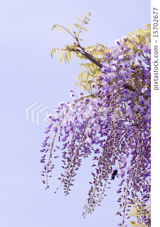 Wisteria 15702677