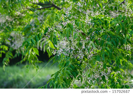 情色的花朵 15702687