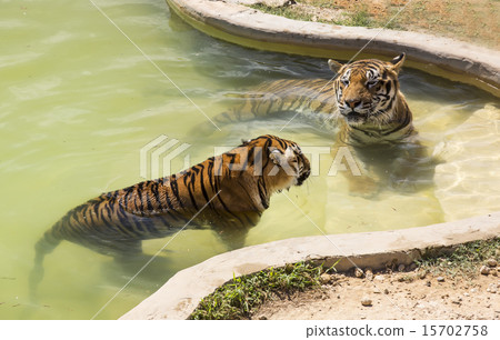 tiger in the wild in Africa tiger in the wild in Africa 15702758