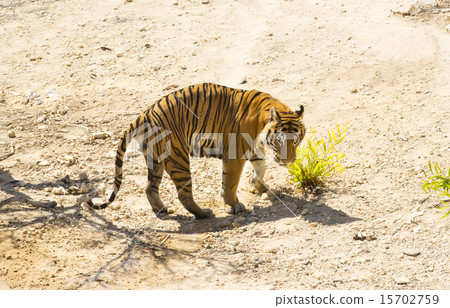 tiger in the wild in Africa tiger in the wild in Africa 15702759