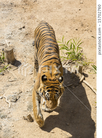 tiger in the wild in Africa tiger in the wild in Africa 15702760