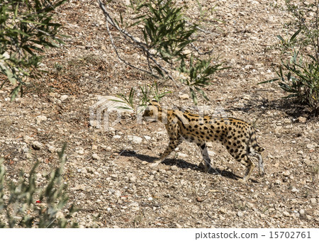 cheetah in the wild africa arnivore, cat 15702761