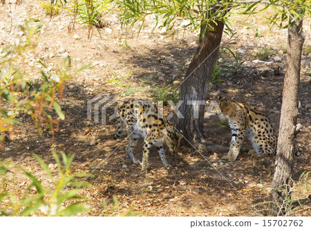 cheetah in the wild africa arnivore, cat cheetah in the wild africa arnivore, cat 15702762