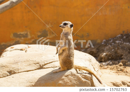meerkats in the wild africa eyes face meerkats in the wild africa eyes face 15702763