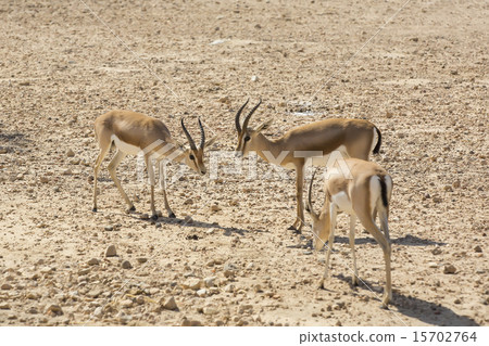 Young antelope on desert background horns impala Young antelope on desert background horns impala 15702764