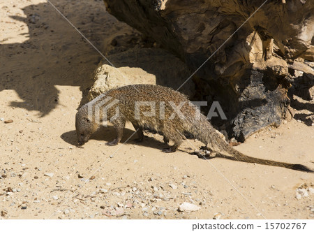 mongoose in the wild national nature nobody mongoose in the wild national nature nobody 15702767