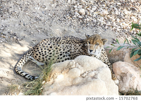 cheetah in the wild africa arnivore, cat cheetah in the wild africa arnivore, cat 15702768