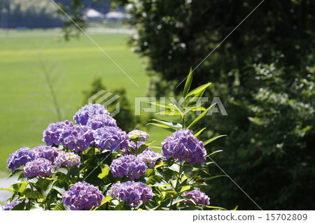 hydrangea hydrangea 15702809