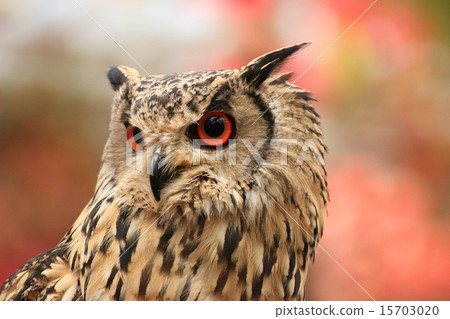 法老鷹隼 15703020