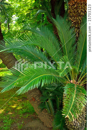 Tree: Cycadomataceae 15703123