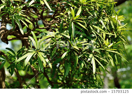 Tree: Rakumaki Affilaceae Tree: Rakumaki Affilaceae 15703125