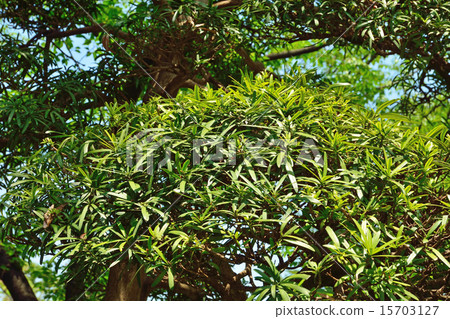 Tree: Rakumaki Affilaceae 15703127