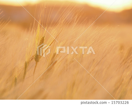 Barley Barley 15703226