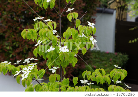 Yamabashi mountain white flowers 15703280