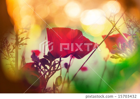 Poppy Poppy 15703432