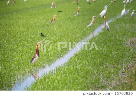 Javan Pond Heron in natural rice farm Javan Pond Heron in natural rice farm 15703920