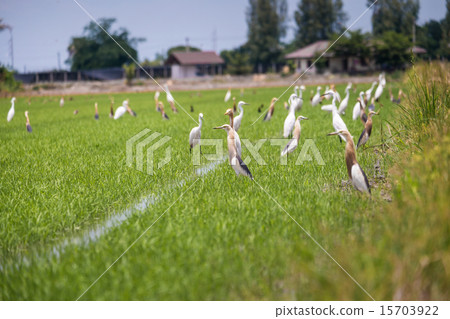 Javan Pond Heron in natural rice farm 15703922