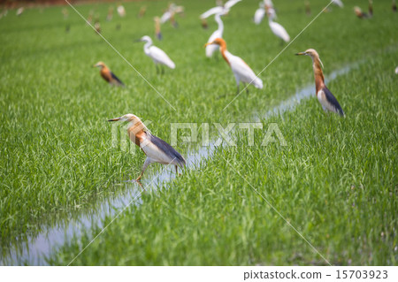 Javan Pond Heron in natural rice farm Javan Pond Heron in natural rice farm 15703923
