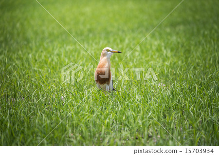 Javan Pond Heron in natural rice farm 15703934