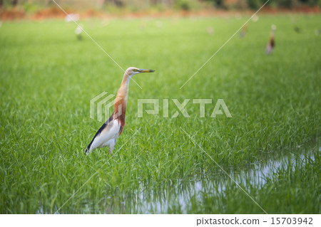 Javan Pond Heron in natural rice farm Javan Pond Heron in natural rice farm 15703942