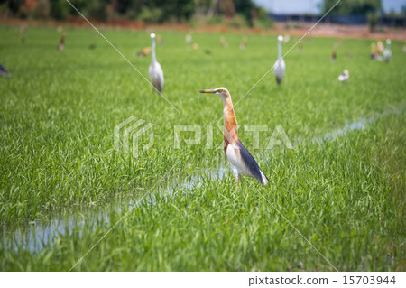 Javan Pond Heron in natural rice farm Javan Pond Heron in natural rice farm 15703944