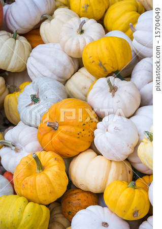 little colorful pumpkins 15704049