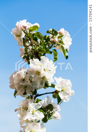 twig with apple tree blossoms close up 15704141