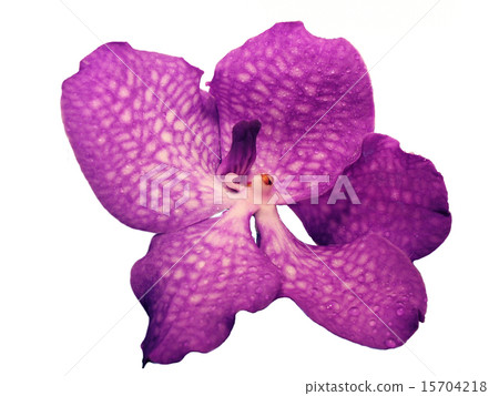 Blooming Orchid Vanda coerulea 15704218