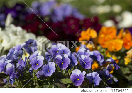  Flower garden 15704261