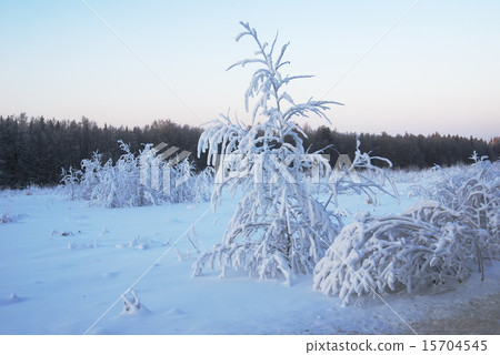 trees covered with winter snow 15704545