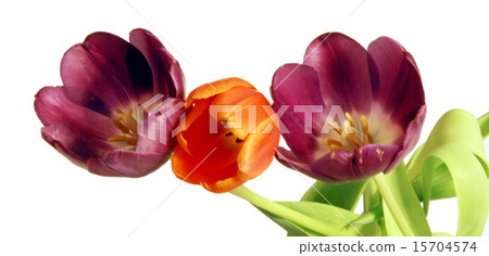 tulips tulips 15704574