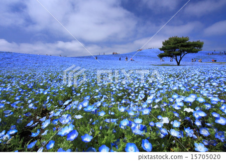 Nemophila Hill 15705020