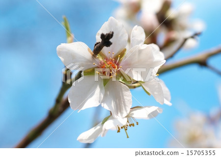 Almond white flowers 15705355