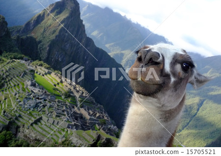 Llama 's self-portrait with Machu Picchu backing 15705521