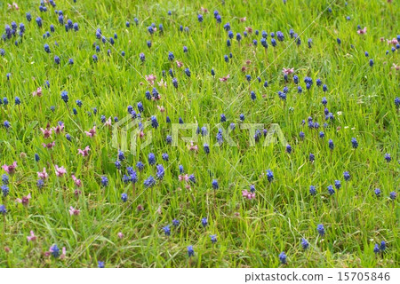 Hyacinthes with green grass Hyacinthes with green grass 15705846