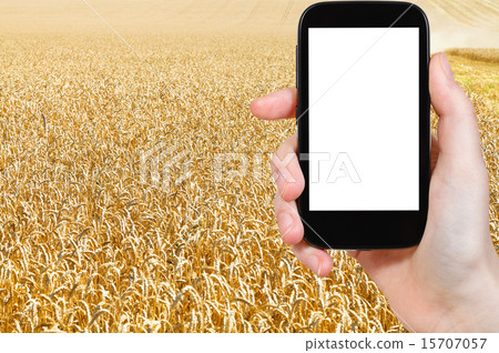 photo of harvesting of yellow wheat field 15707057