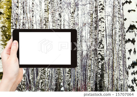 photo of russian snowy birch woods in winter 15707064