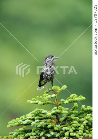 星鴉 星鴉 15707325